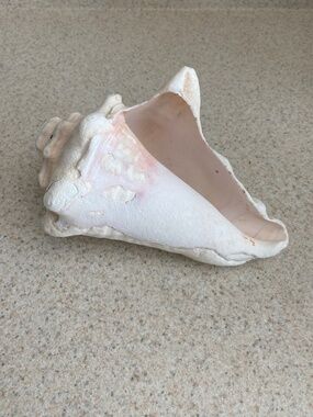 Vintage Large Pink Conch Seashell Coastal Beach Decor Natural Ocean Shell 6.5”